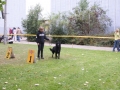 Asco Leibzig  Sebtember 2009  V1 Bester Hund der Rasse