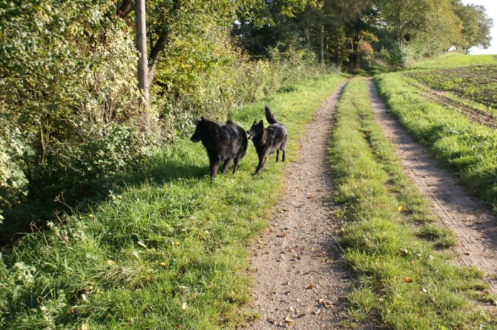 Haisha und Asco beim Spaziergang Sommer 2010