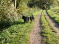 Haisha und Asco beim Spaziergang Sommer 2010